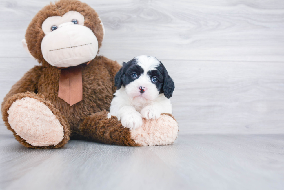 Petite Cavapoo Poodle Mix Pup