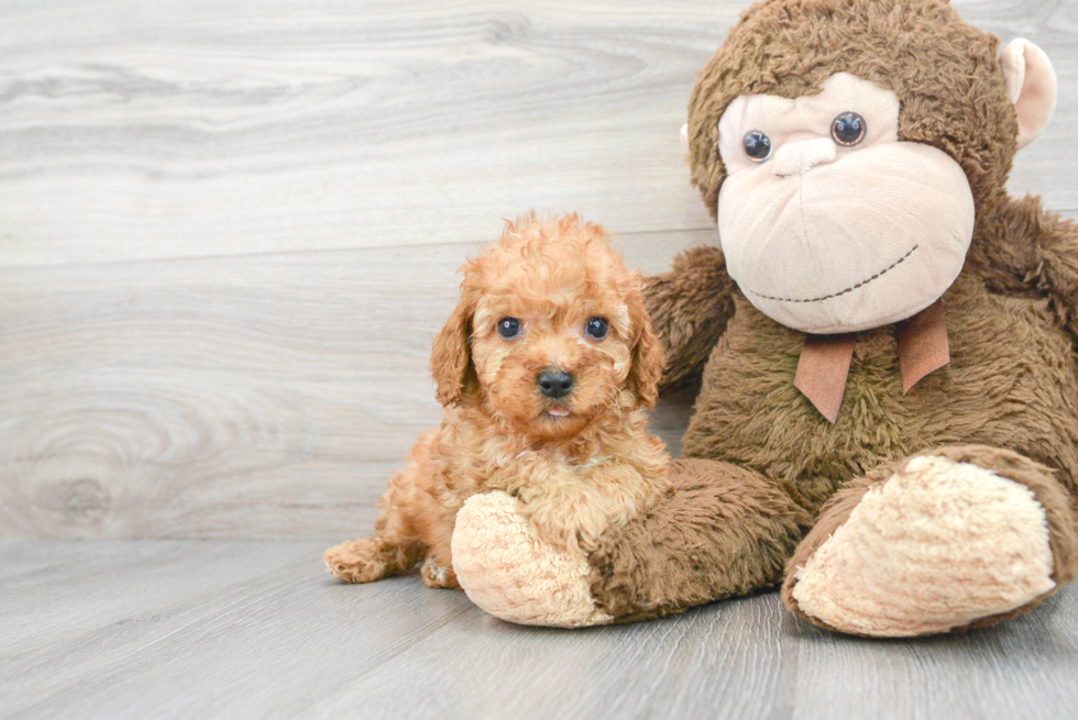 Popular Cavapoo Poodle Mix Pup