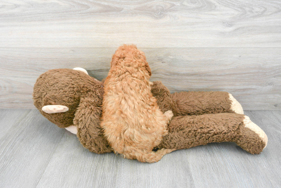Petite Cavapoo Poodle Mix Pup