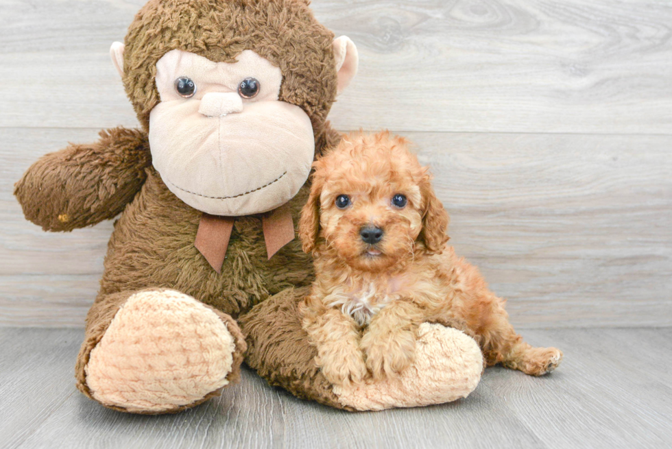 Cavapoo Puppy for Adoption