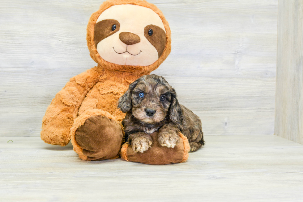 Cute Cavapoo Baby