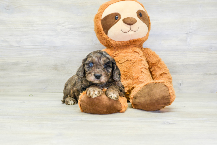 Energetic Cavoodle Poodle Mix Puppy