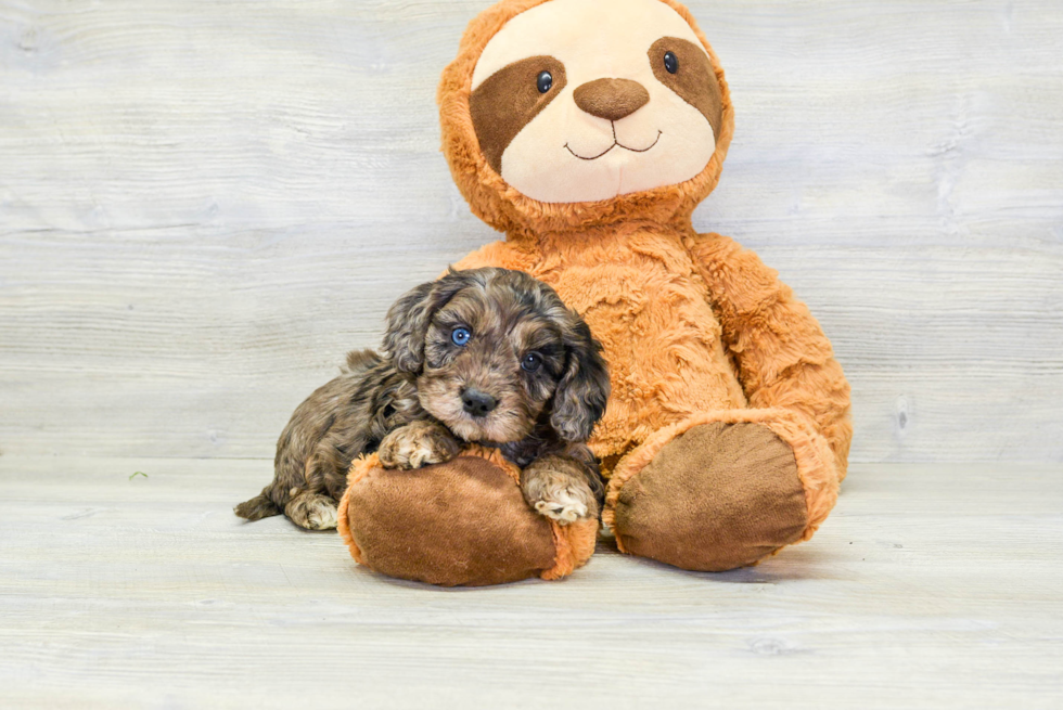 Hypoallergenic Cavoodle Poodle Mix Puppy