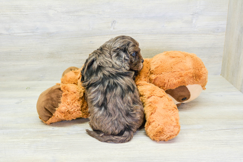 Cavapoo Pup Being Cute