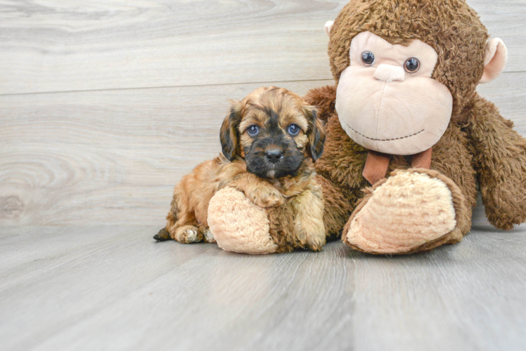 Energetic Cavoodle Poodle Mix Puppy