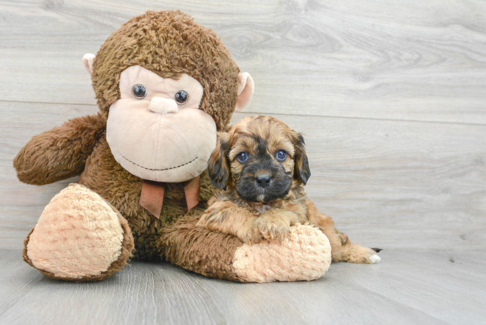 Best Cavapoo Baby