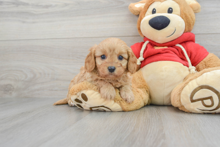 Sweet Cavapoo Baby