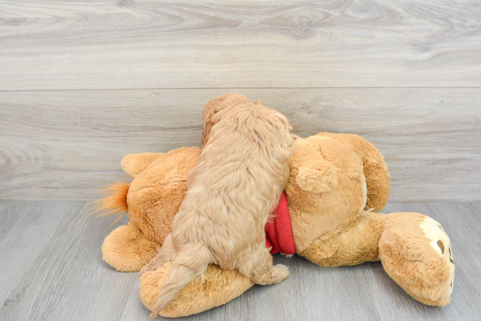 Smart Cavapoo Poodle Mix Pup