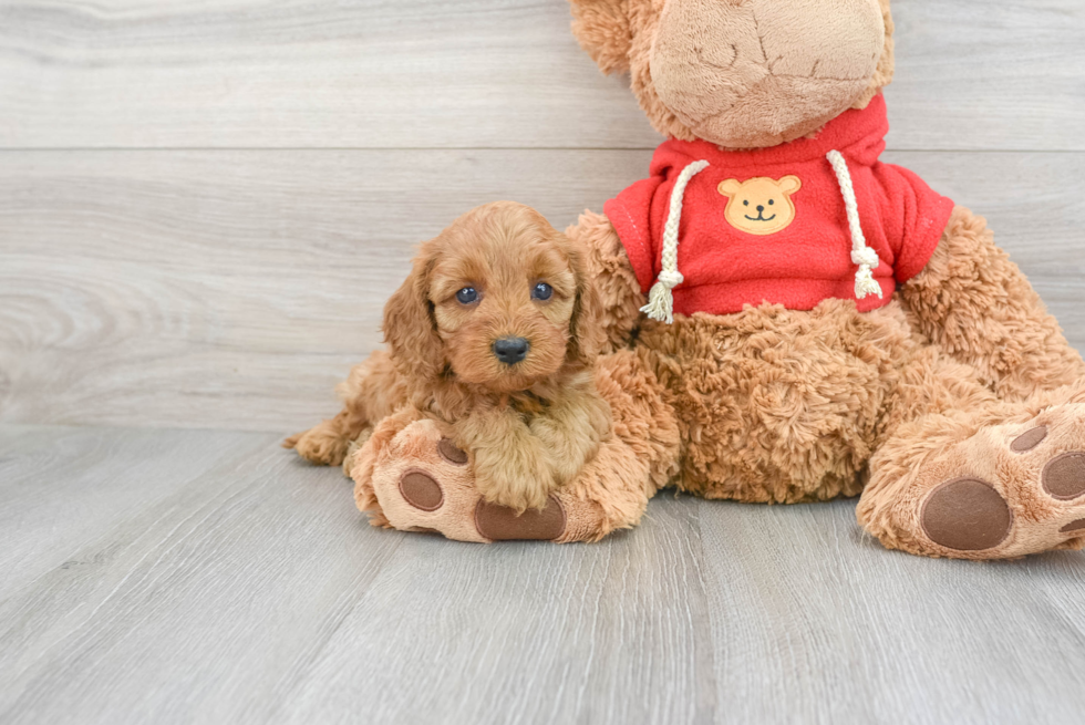 Small Cavapoo Baby