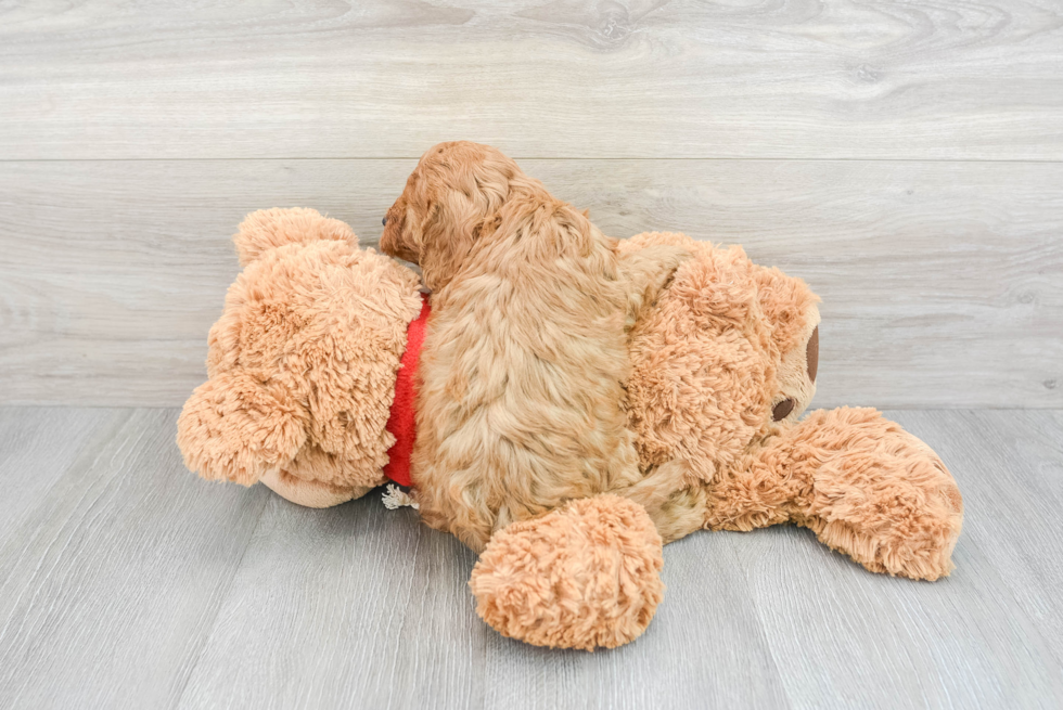 Cavapoo Puppy for Adoption