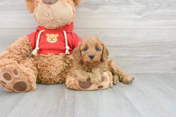 Cavapoo Pup Being Cute