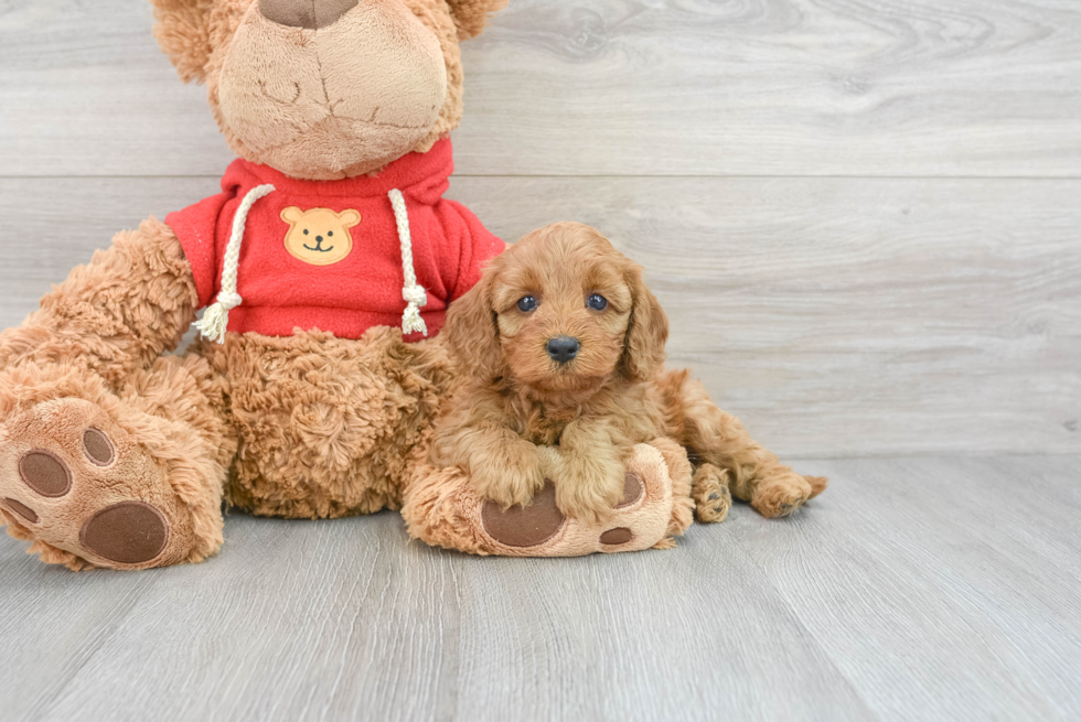 Cavapoo Pup Being Cute