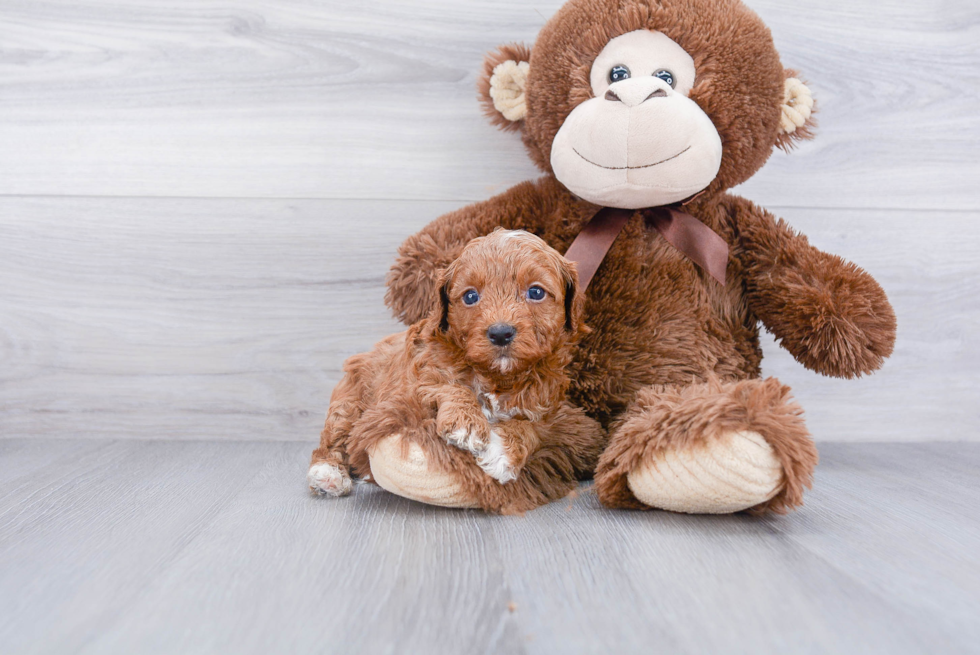 Funny Cavapoo Poodle Mix Pup