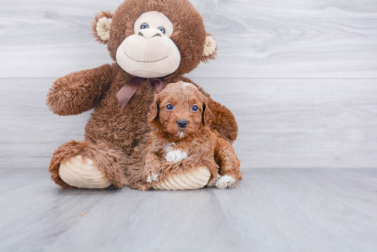 Best Cavapoo Baby