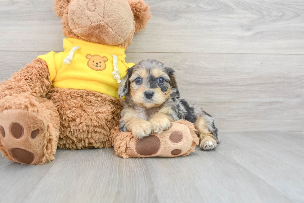 Happy Cavapoo Baby