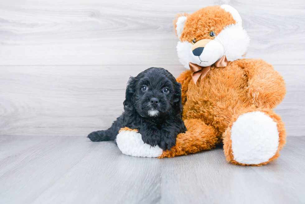 Fluffy Cavapoo Poodle Mix Pup