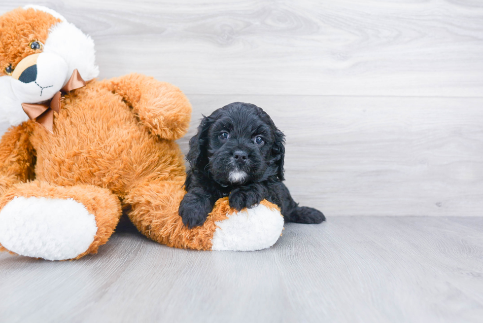 Cavapoo Pup Being Cute