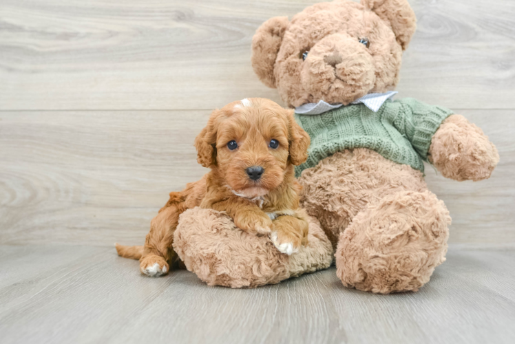 Playful Cavapoodle Poodle Mix Puppy