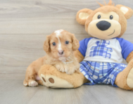 8 week old Cavapoo Puppy For Sale - Premier Pups