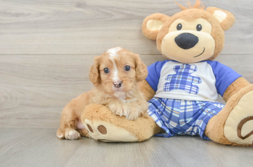 5 week old Cavapoo Puppy For Sale - Premier Pups