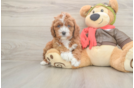 Cavapoo Puppy for Adoption