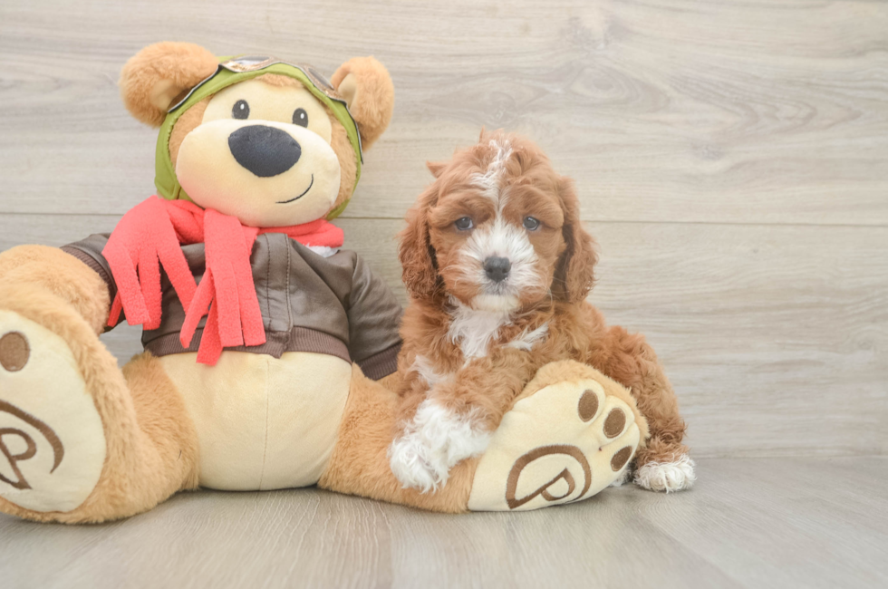 5 week old Cavapoo Puppy For Sale - Premier Pups