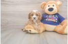 Small Cavapoo Baby