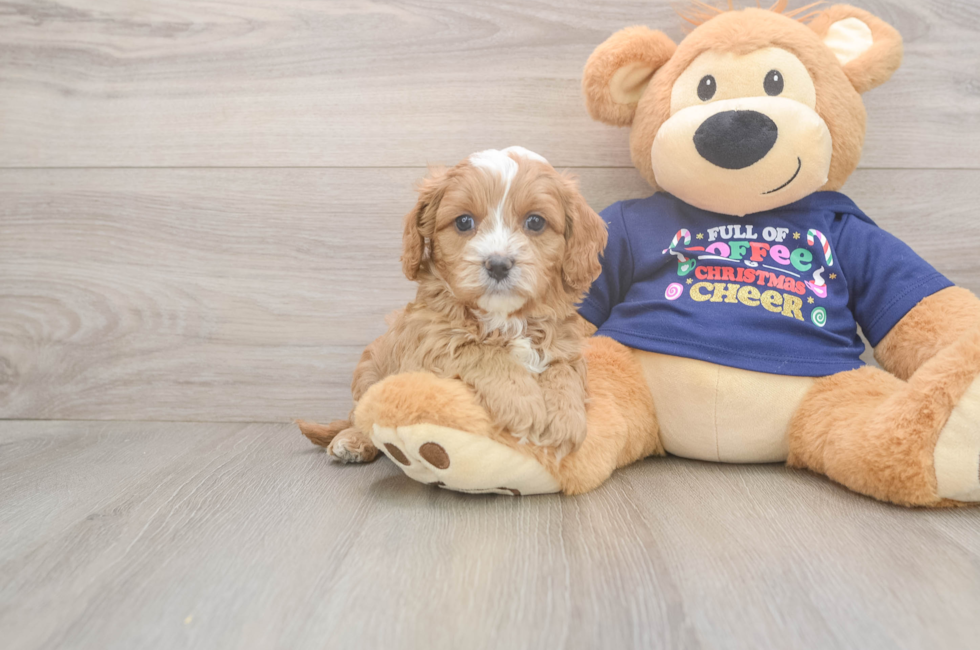 5 week old Cavapoo Puppy For Sale - Premier Pups