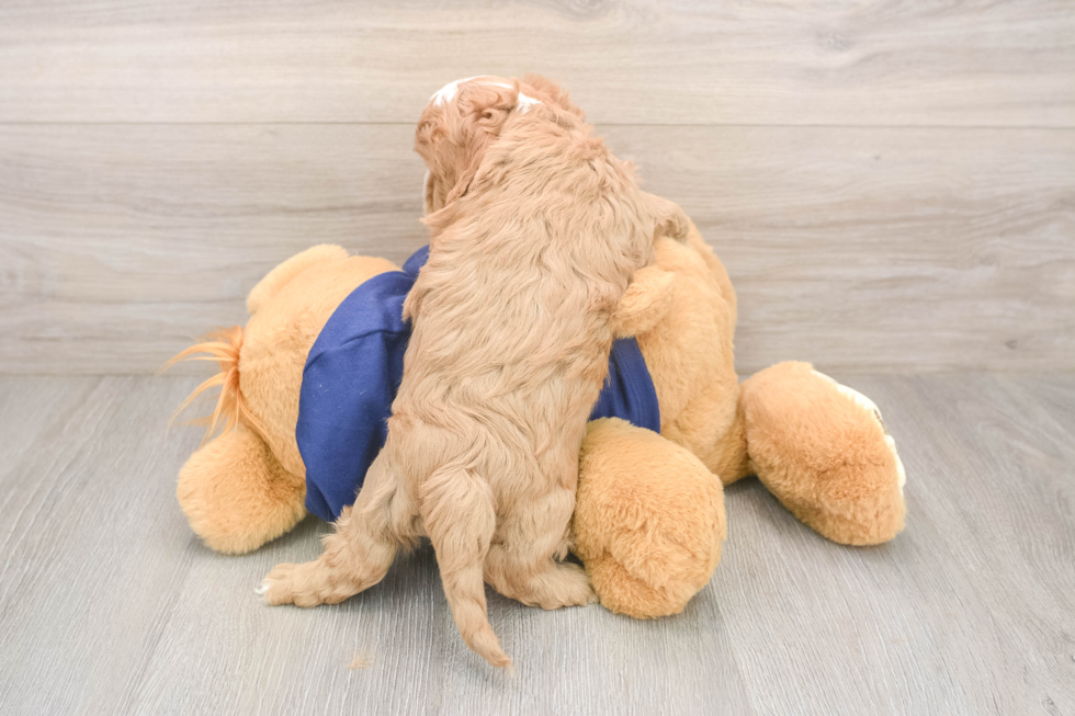 Cavapoo Puppy for Adoption