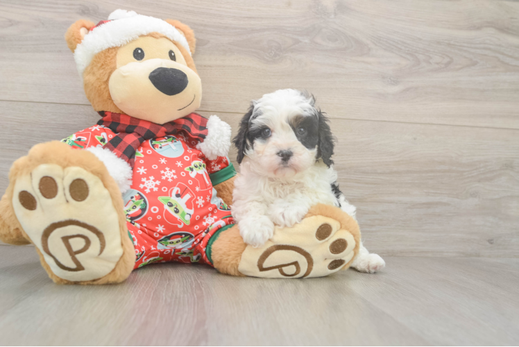 Cavapoo Puppy for Adoption