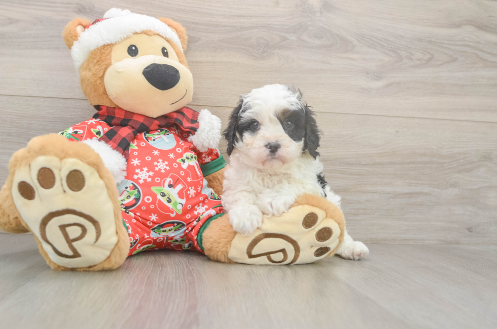 5 week old Cavapoo Puppy For Sale - Premier Pups