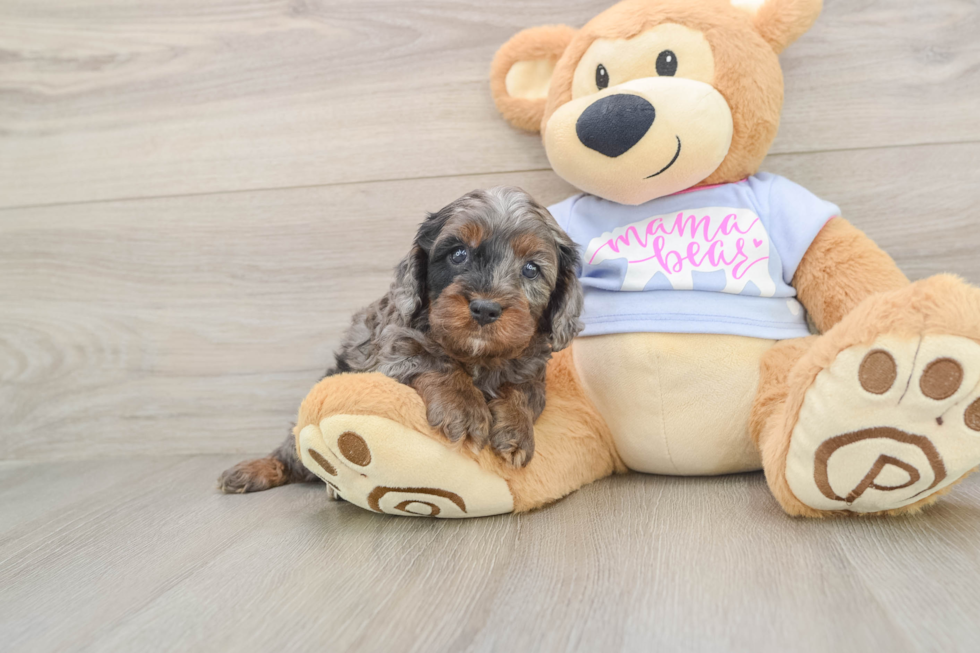 Cute Cavapoo Baby