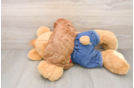 Small Cavapoo Baby