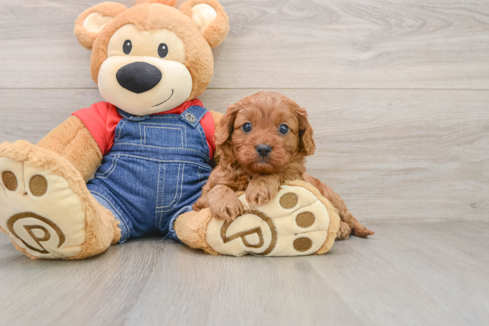 Best Cavapoo Baby