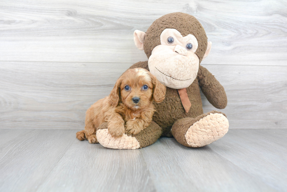 Happy Cavapoo Baby