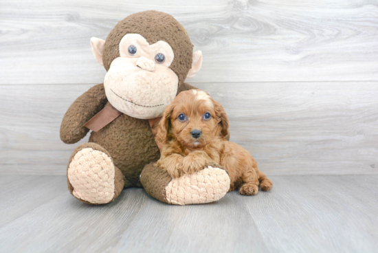 Little Cavoodle Poodle Mix Puppy