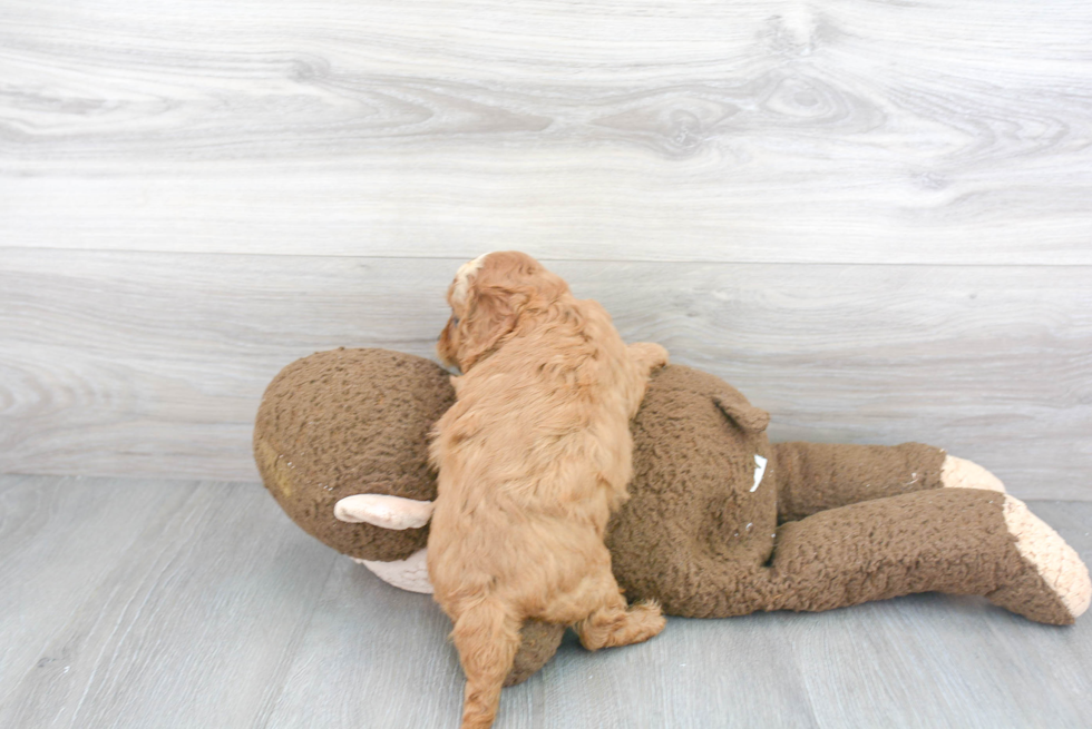 Sweet Cavapoo Baby