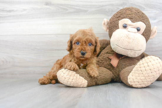 Best Cavapoo Baby