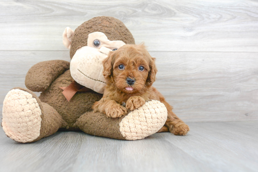 Adorable Cavoodle Poodle Mix Puppy