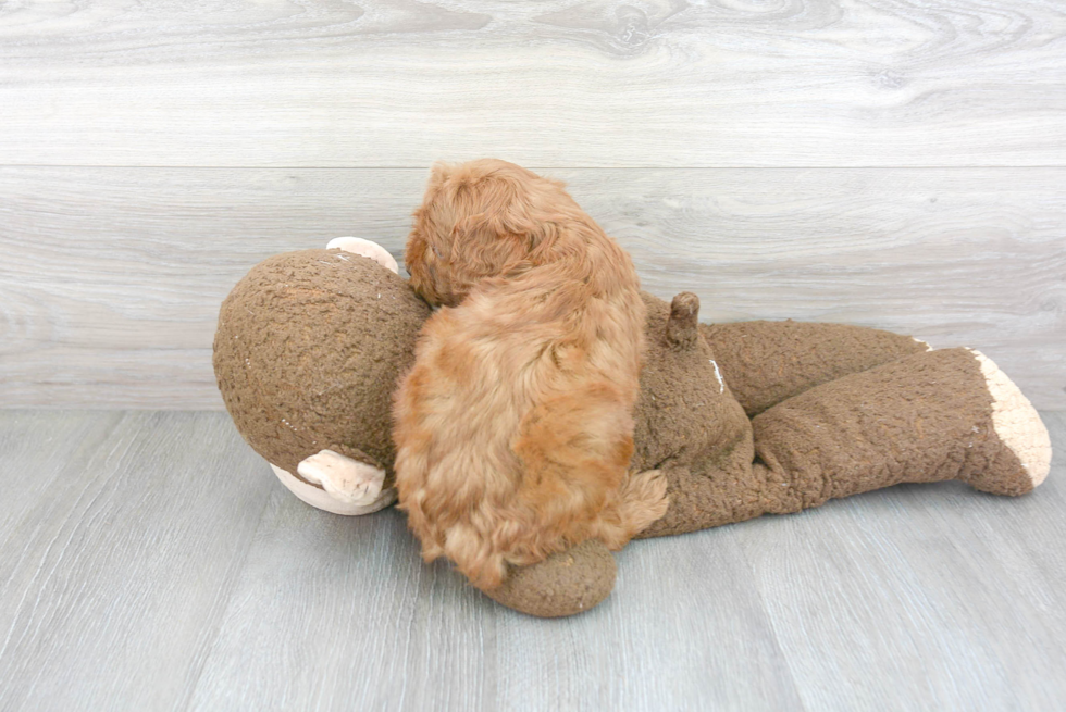 Cavapoo Puppy for Adoption