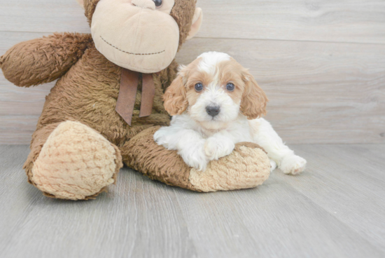 Best Cavapoo Baby