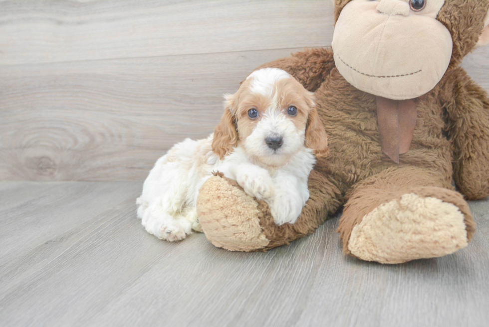 Funny Cavapoo Poodle Mix Pup