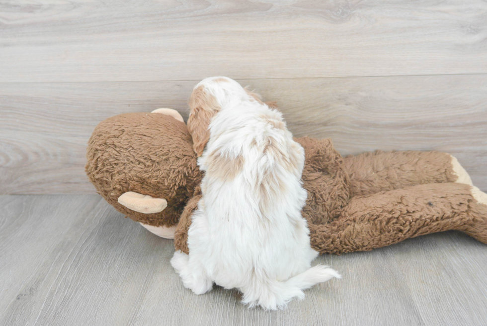 Cavapoo Pup Being Cute