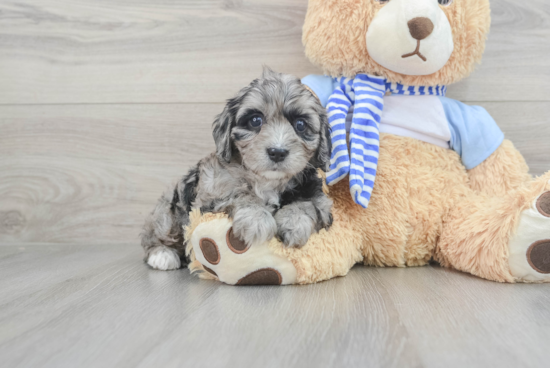 Playful Cavoodle Poodle Mix Puppy