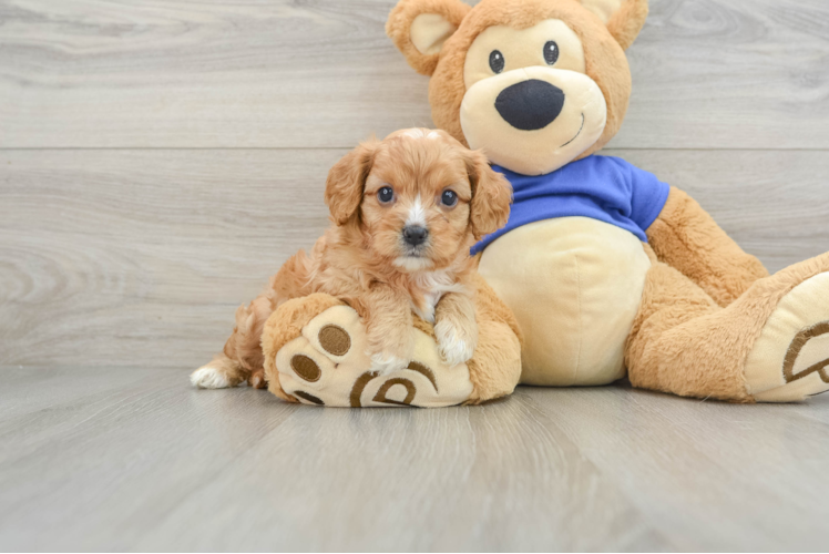 Cavapoo Pup Being Cute