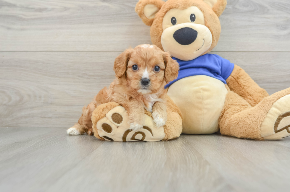 5 week old Cavapoo Puppy For Sale - Premier Pups