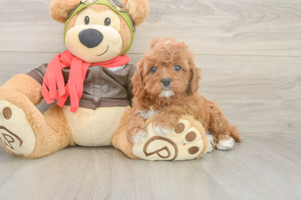 5 week old Cavapoo Puppy For Sale - Premier Pups