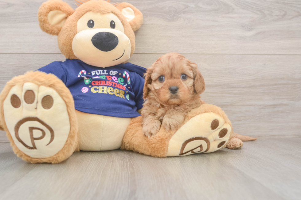 5 week old Cavapoo Puppy For Sale - Premier Pups