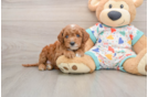 Cavapoo Puppy for Adoption