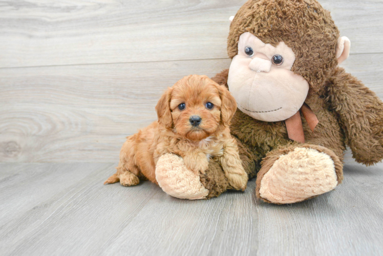 Funny Cavapoo Poodle Mix Pup